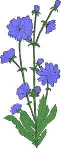 Chicory Plant Illustration