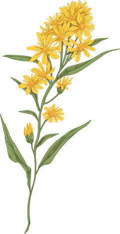 Goldenrod Flowers Illustration